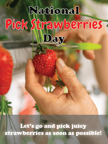 Juicy And Fresh – National Pick Strawberries Cards